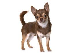 What is the dog name of Eppa poppa dog breed?